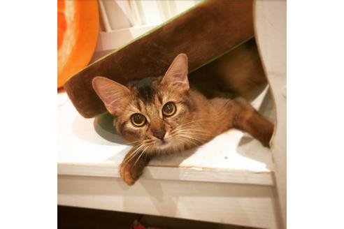 販売中のソマリの親猫